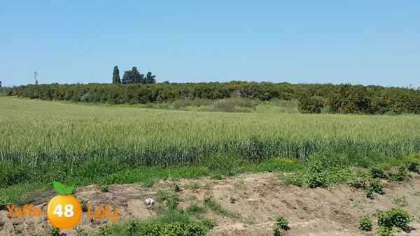 roben tabee3ar (19).JPG